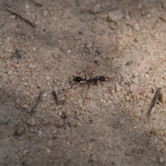 Myrmecia sp. (genus) at Tennent, ACT - 27 Sep 2017 10:42 AM