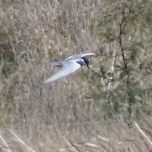 Chlidonias hybrida at Fyshwick, ACT - 30 Sep 2017