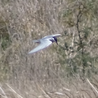 Chlidonias hybrida (Whiskered Tern) at Jerrabomberra Wetlands - 30 Sep 2017 by roymcd