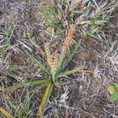 Plantago gaudichaudii (Narrow Plantain) at Mulanggari Grasslands - 28 Sep 2017 by JanetRussell