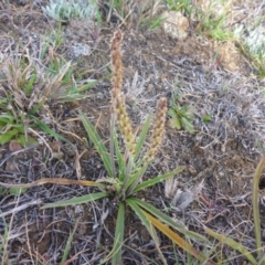 Plantago gaudichaudii at Gungahlin, ACT - 28 Sep 2017