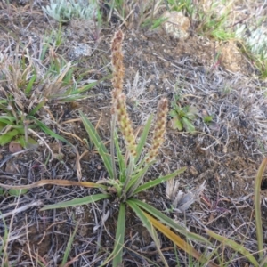 Plantago gaudichaudii at Gungahlin, ACT - 28 Sep 2017