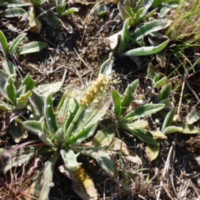 Plantago varia (Native Plaintain) at Mulanggari Grasslands - 28 Sep 2017 by JanetRussell