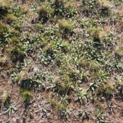 Plantago varia at Gungahlin, ACT - 28 Sep 2017