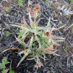 Luzula densiflora (Dense Wood-rush) at Mulanggari Grasslands - 28 Sep 2017 by JanetRussell