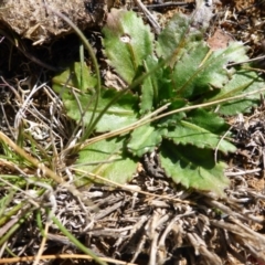 Solenogyne dominii (Smooth Solenogyne) at Mulanggari Grasslands - 28 Sep 2017 by JanetRussell