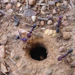 Iridomyrmex purpureus (Meat Ant) at Mulanggari Grasslands - 28 Sep 2017 by JanetRussell