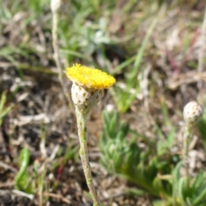 Leptorhynchos squamatus subsp. squamatus at Gungahlin, ACT - 28 Sep 2017