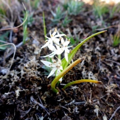 Wurmbea dioica subsp. dioica (Early Nancy) at Mulanggari Grasslands - 28 Sep 2017 by JanetRussell