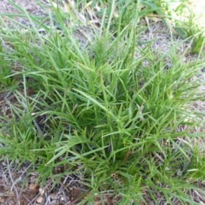 Eryngium ovinum at Gungahlin, ACT - 28 Sep 2017 03:33 PM