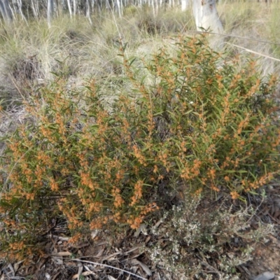 Acacia lanigera var. lanigera (Woolly Wattle, Hairy Wattle) at Aranda Bushland - 30 Sep 2017 by CathB