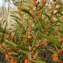 Acacia lanigera var. lanigera at Aranda, ACT - 30 Sep 2017