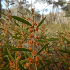 Acacia lanigera var. lanigera at Aranda, ACT - 30 Sep 2017 04:12 PM