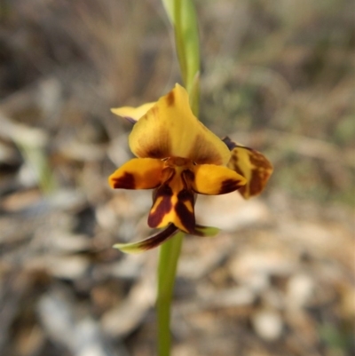 Diuris nigromontana (Black Mountain Leopard Orchid) at Aranda, ACT - 30 Sep 2017 by CathB