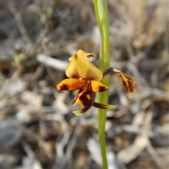 Diuris nigromontana at Aranda, ACT - suppressed