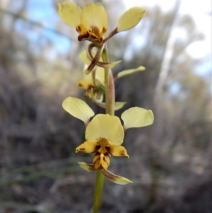 Diuris nigromontana at Aranda, ACT - 30 Sep 2017