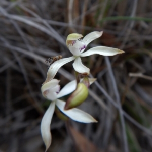 Caladenia ustulata at Aranda, ACT - suppressed