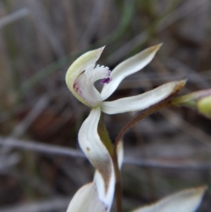 Caladenia ustulata at Aranda, ACT - suppressed