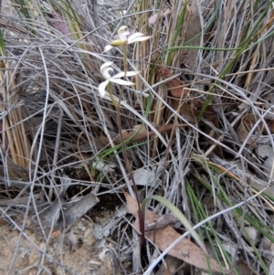 Caladenia ustulata at Aranda, ACT - suppressed