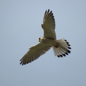 Falco cenchroides at Campbell, ACT - 29 Sep 2017 05:18 PM