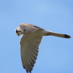 Falco cenchroides at Campbell, ACT - 29 Sep 2017 05:18 PM