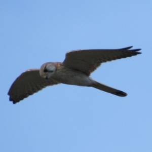 Falco cenchroides at Campbell, ACT - 29 Sep 2017 05:18 PM