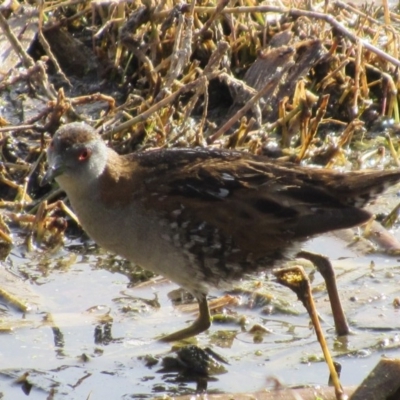 Zapornia pusilla (Baillon's Crake) at Fyshwick, ACT - 29 Sep 2017 by YellowButton