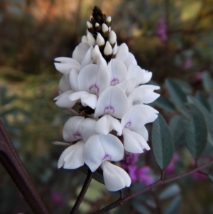 Indigofera australis subsp. australis at Belconnen, ACT - 26 Sep 2017