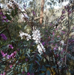 Indigofera australis subsp. australis at Belconnen, ACT - 26 Sep 2017