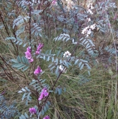 Indigofera australis subsp. australis at Belconnen, ACT - 26 Sep 2017