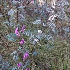 Indigofera australis subsp. australis at Belconnen, ACT - 26 Sep 2017 04:09 PM