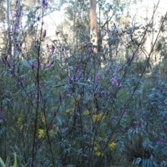 Indigofera australis subsp. australis at Belconnen, ACT - 26 Sep 2017