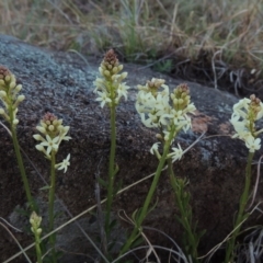 Stackhousia monogyna (Creamy Candles) at Molonglo Valley, ACT - 25 Sep 2017 by MichaelBedingfield
