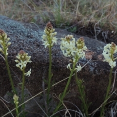 Stackhousia monogyna (Creamy Candles) at Molonglo Valley, ACT - 25 Sep 2017 by michaelb