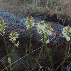 Stackhousia monogyna at Molonglo River Reserve - 25 Sep 2017