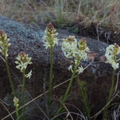 Stackhousia monogyna (Creamy Candles) at Molonglo Valley, ACT - 25 Sep 2017 by michaelb