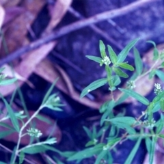 Persicaria prostrata (Creeping Knotweed) at Rob Roy Range - 28 Jan 2001 by michaelb