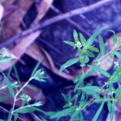 Persicaria prostrata (Creeping Knotweed) at Rob Roy Range - 28 Jan 2001 by michaelb