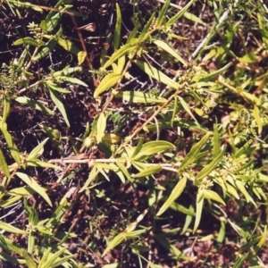 Persicaria prostrata at Conder, ACT - 15 Jan 2000