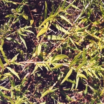 Persicaria prostrata (Creeping Knotweed) at Conder, ACT - 15 Jan 2000 by MichaelBedingfield