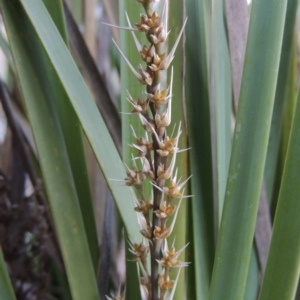 Lomandra longifolia at Molonglo River Reserve - 25 Sep 2017