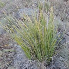 Lomandra longifolia at Molonglo River Reserve - 25 Sep 2017