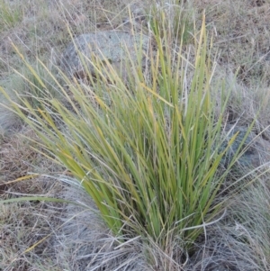 Lomandra longifolia at Molonglo River Reserve - 25 Sep 2017