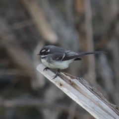 Rhipidura albiscapa (Grey Fantail) at Molonglo Valley, ACT - 25 Sep 2017 by michaelb