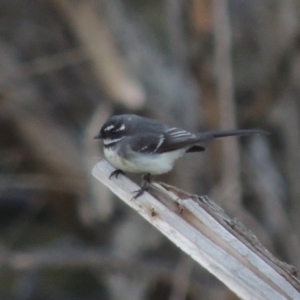 Rhipidura albiscapa at Molonglo River Reserve - 25 Sep 2017