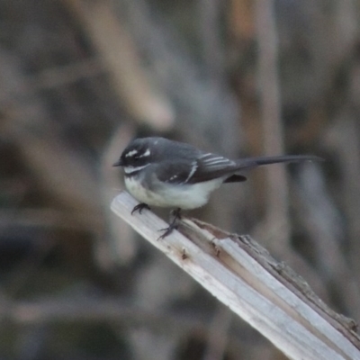 Rhipidura albiscapa (Grey Fantail) at Molonglo Valley, ACT - 25 Sep 2017 by michaelb