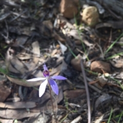 Cyanicula caerulea (Blue Fingers, Blue Fairies) at Cotter River, ACT - 30 Sep 2017 by RichardMilner