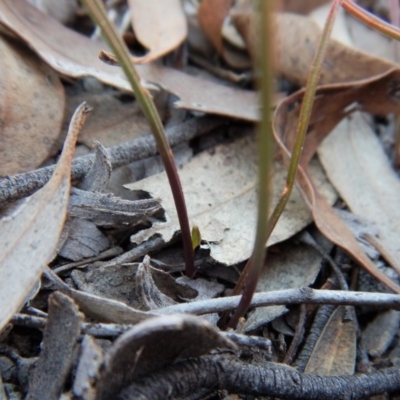 Caleana minor (Small Duck Orchid) at Aranda, ACT - 26 Sep 2017 by CathB