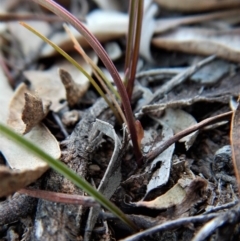 Caleana minor at Aranda, ACT - suppressed