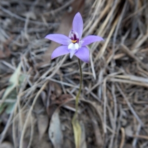 Glossodia major at Aranda, ACT - suppressed